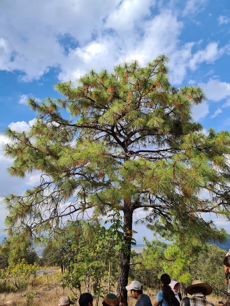 Pinus luzmariae photo 2