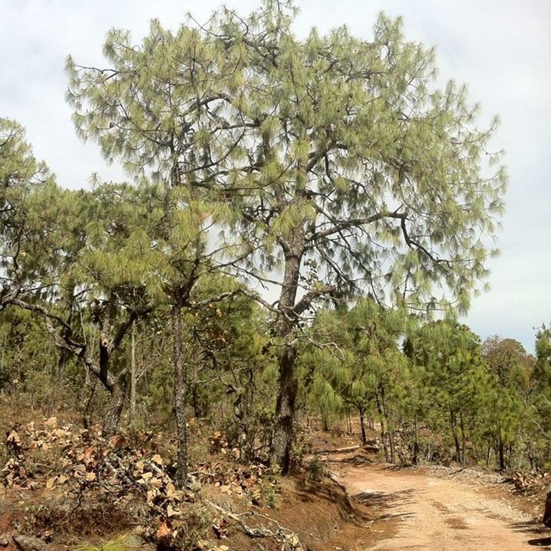 Pinus luzmariae photo 3