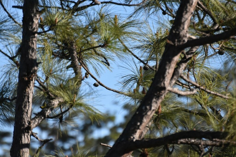 Pinus luzmariae photo 4