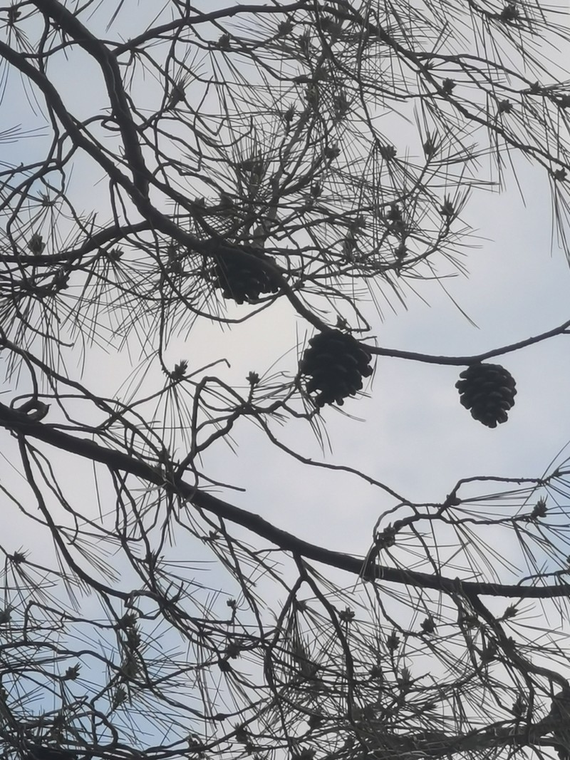 Pinus luzmariae photo 5
