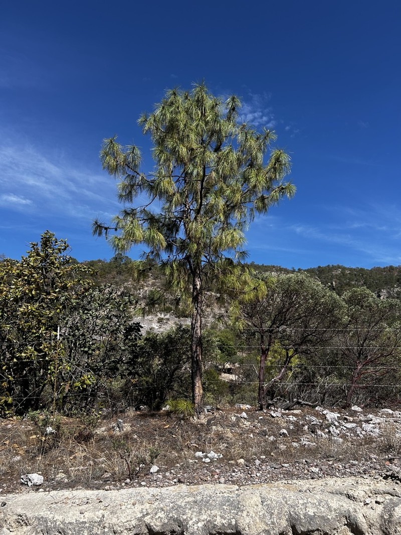 Pinus luzmariae photo 6