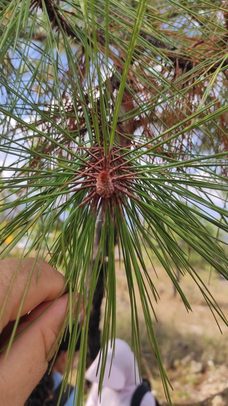 Pinus luzmariae photo 7