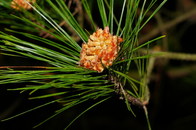 Chinese Red Pine photo 6