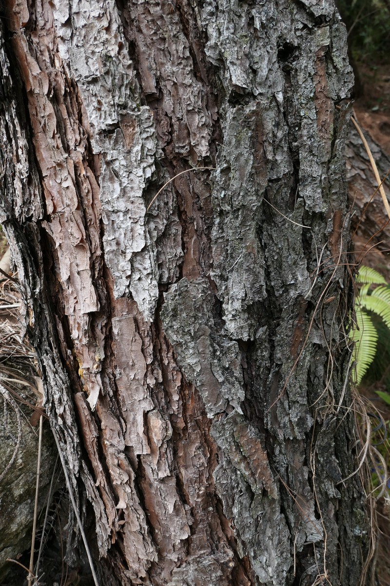 Chinese Red Pine photo 2