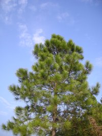 Chinese Red Pine