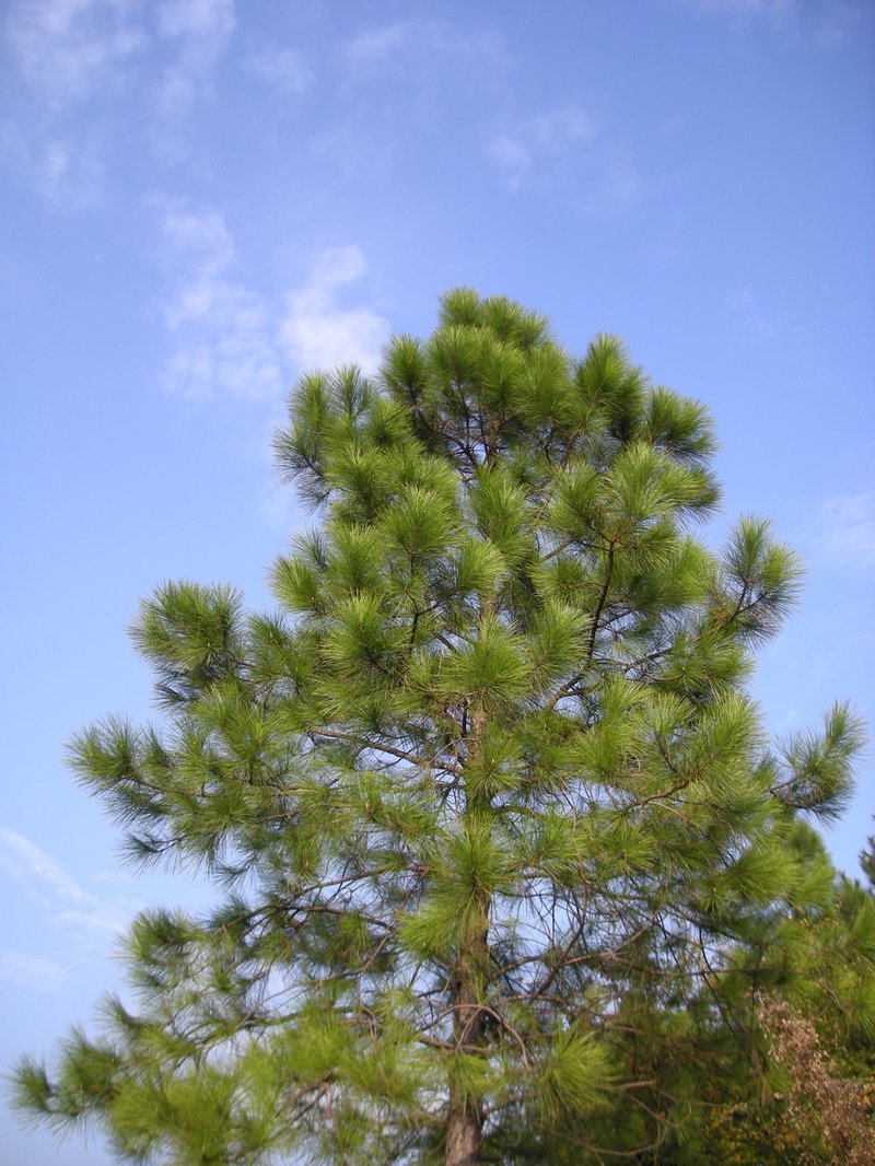 Chinese Red Pine