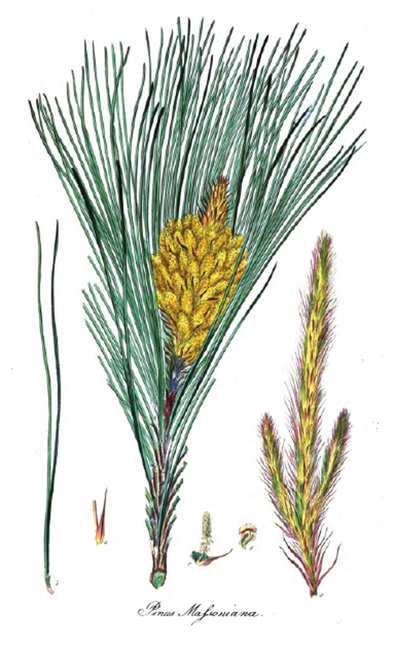 Chinese Red Pine photo 3