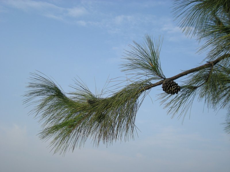 Chinese Red Pine photo 4