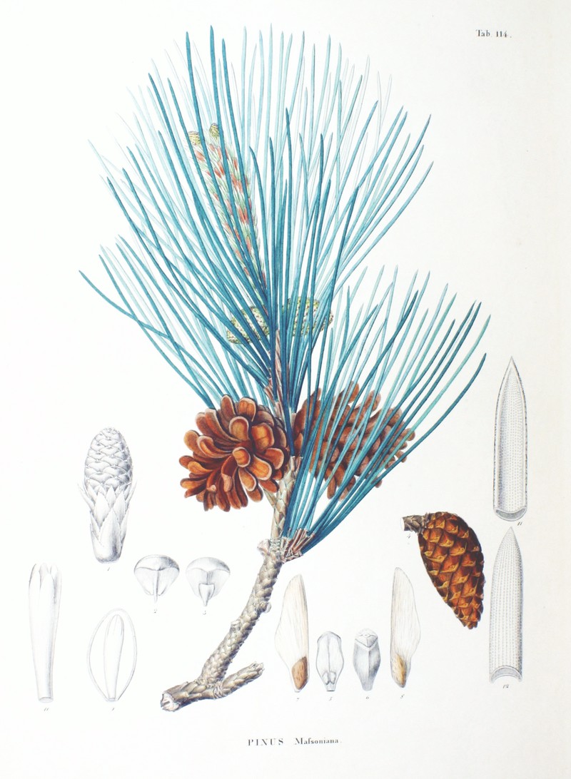 Chinese Red Pine photo 5