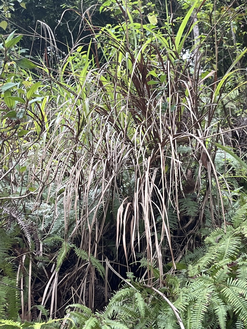 Pinus massoniana var. massoniana