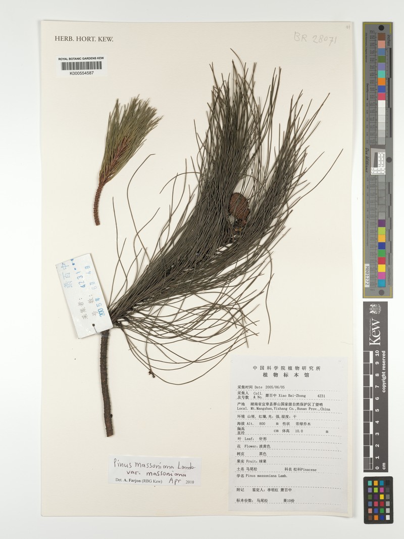 Pinus massoniana var. massoniana photo 4