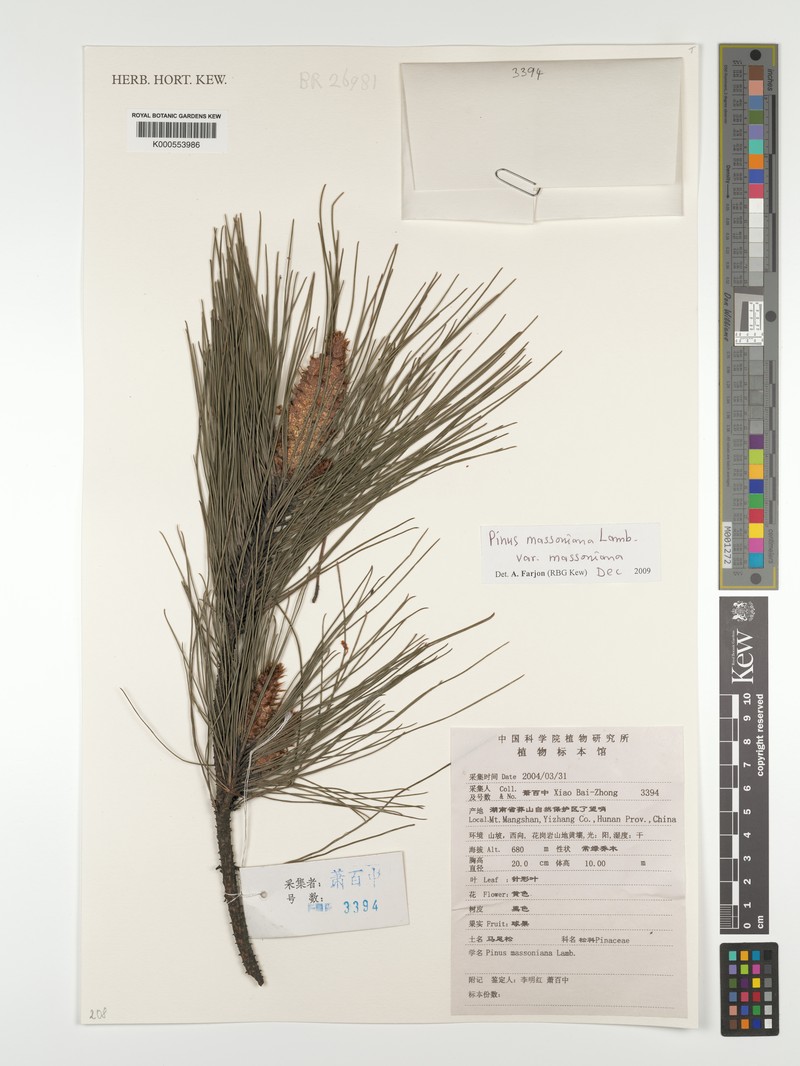 Pinus massoniana var. massoniana photo 5