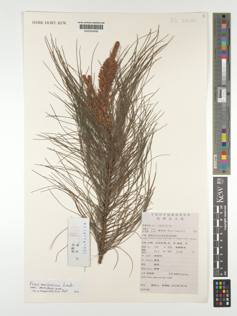 Pinus massoniana var. massoniana photo 6