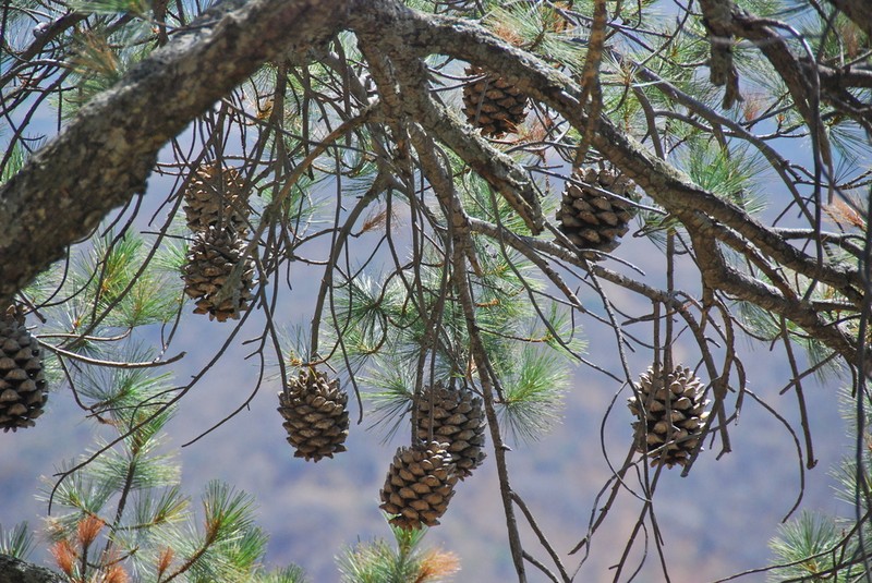 Maxipiñon photo 2