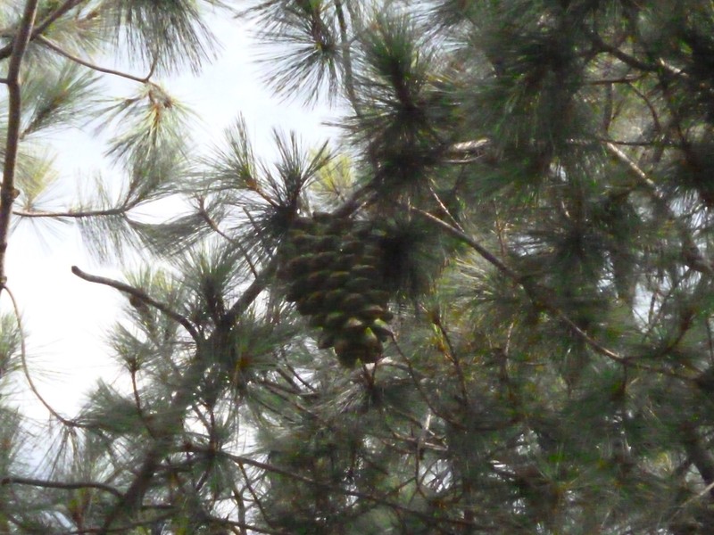 Maxipiñon photo 4