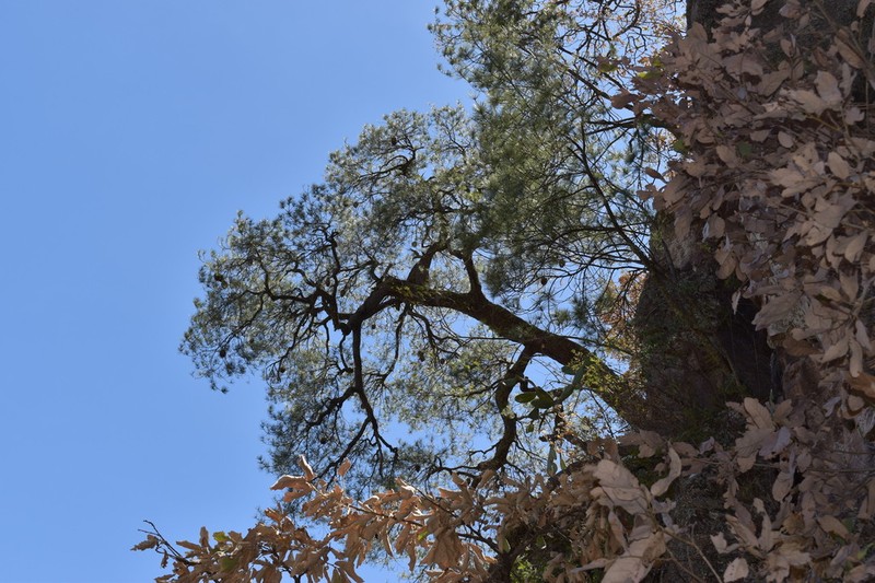 Maxipiñon photo 5