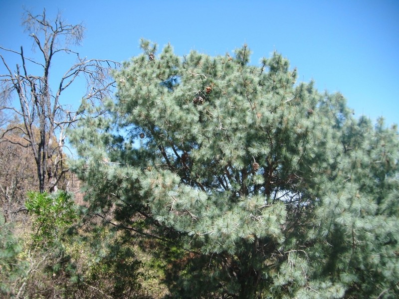 Maxipiñon photo 6