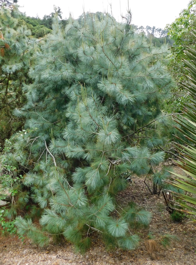Maxipiñon