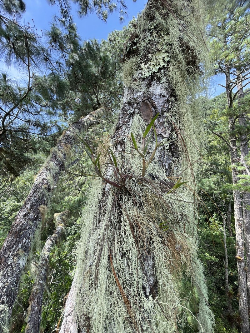 Pinus maximinoi photo 2