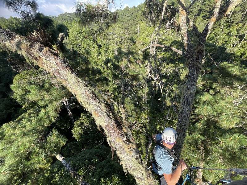 Pinus maximinoi photo 3
