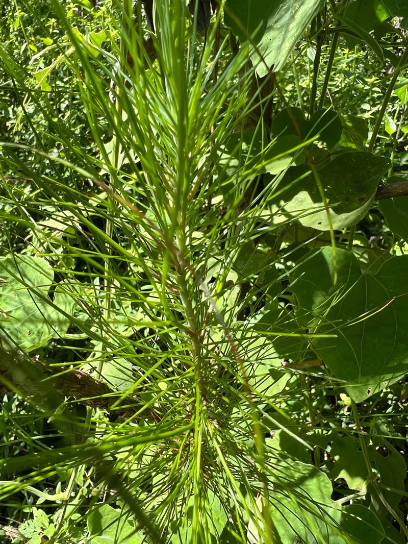 Pinus maximinoi photo 4