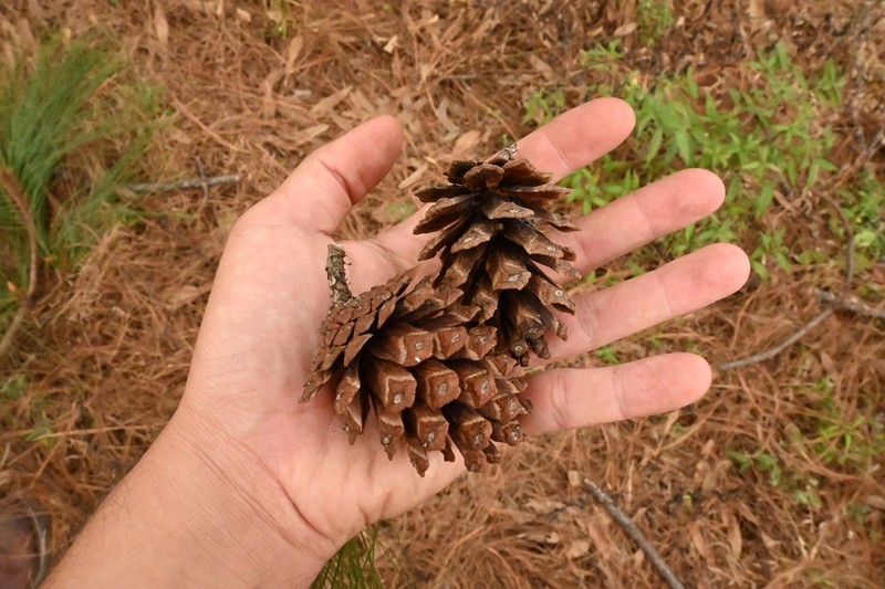 Pinus maximinoi photo 5