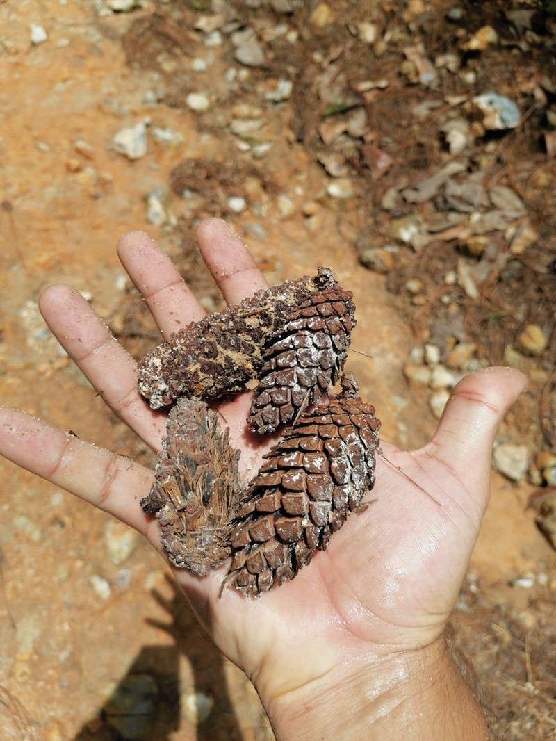 Pinus maximinoi photo 6