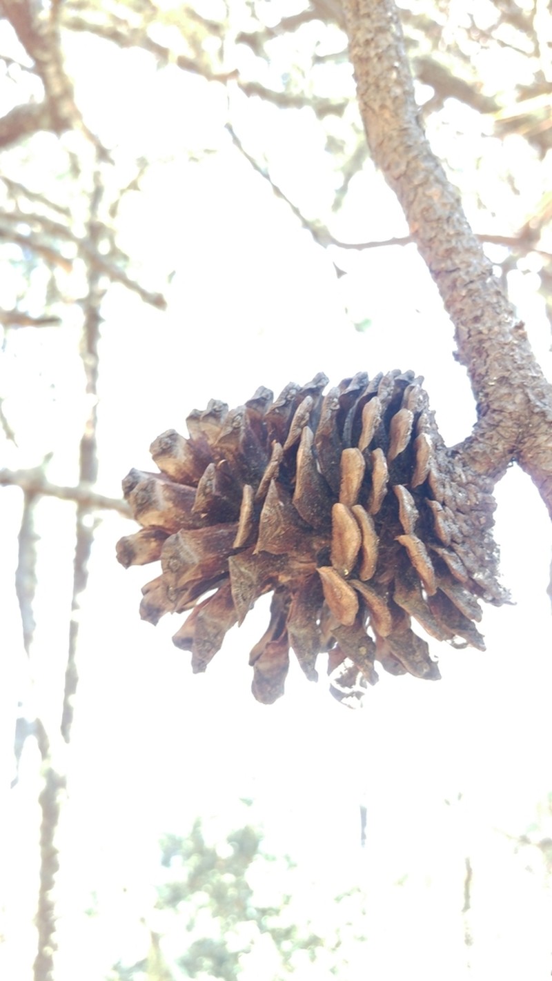 Pinus maximinoi photo 7