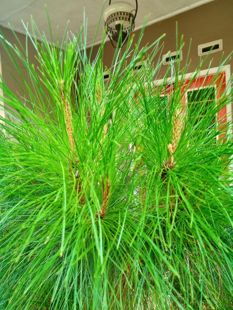 Merkus Pine photo 3