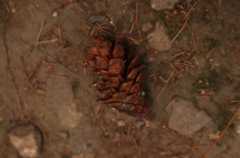 Merkus Pine photo 4