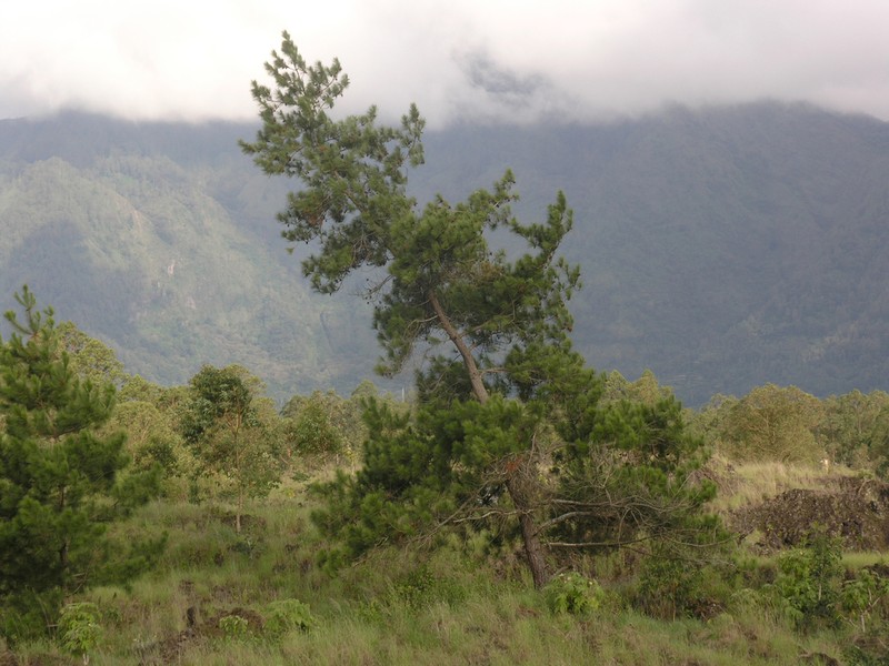 Merkus Pine photo 5