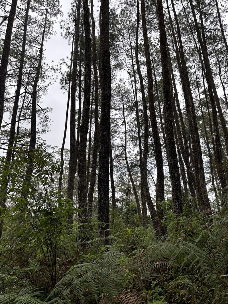 Merkus Pine photo 6