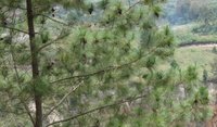 Merkus Pine