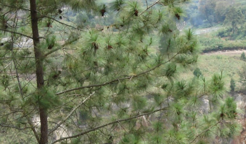 Merkus Pine
