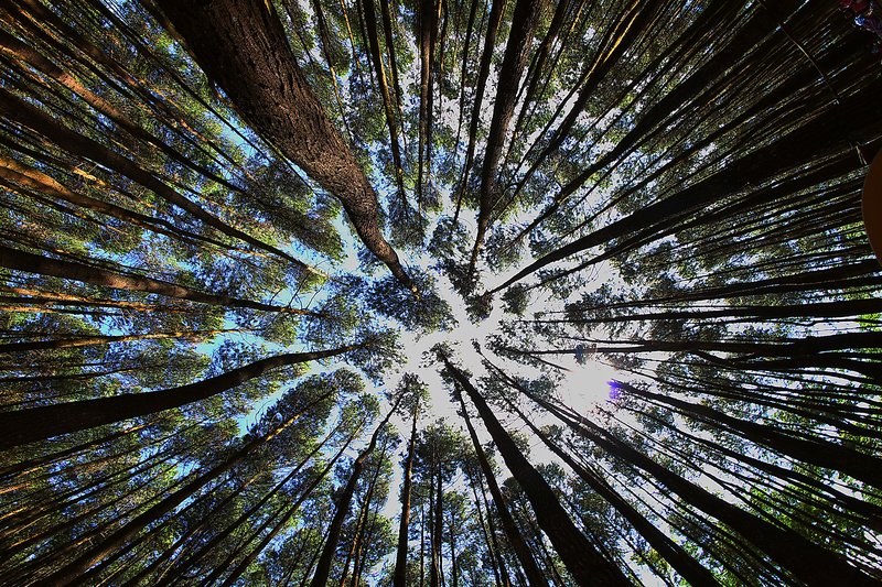 Merkus Pine photo 2