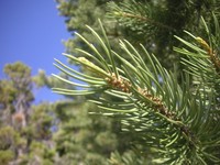 Singleleaf Pinyon