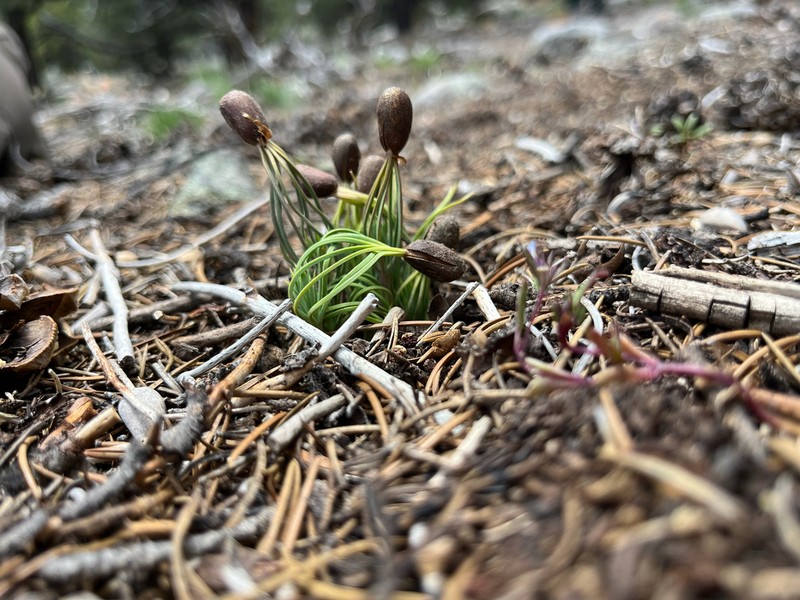 Singleleaf Pinyon photo 2