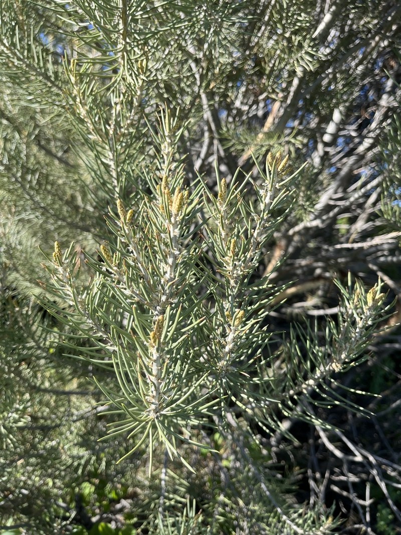 Singleleaf Pinyon photo 3