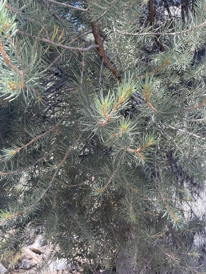 Singleleaf Pinyon photo 4