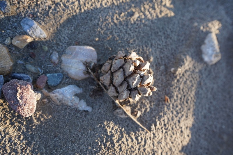 Singleleaf Pinyon photo 5