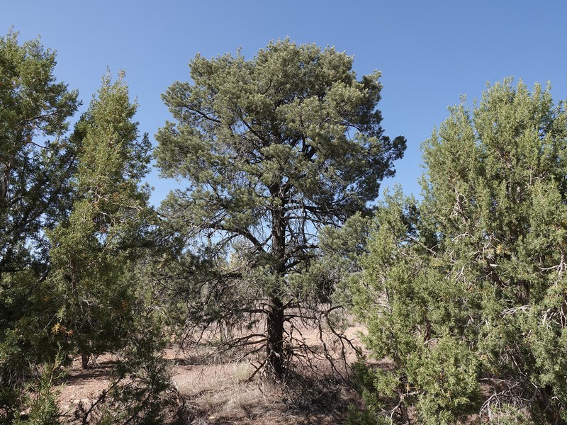 Singleleaf Pinyon photo 6