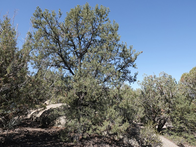 Singleleaf Pinyon photo 7