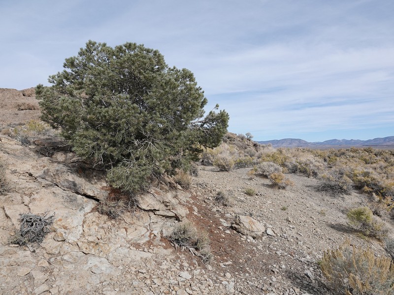 Singleleaf Pinyon photo 8