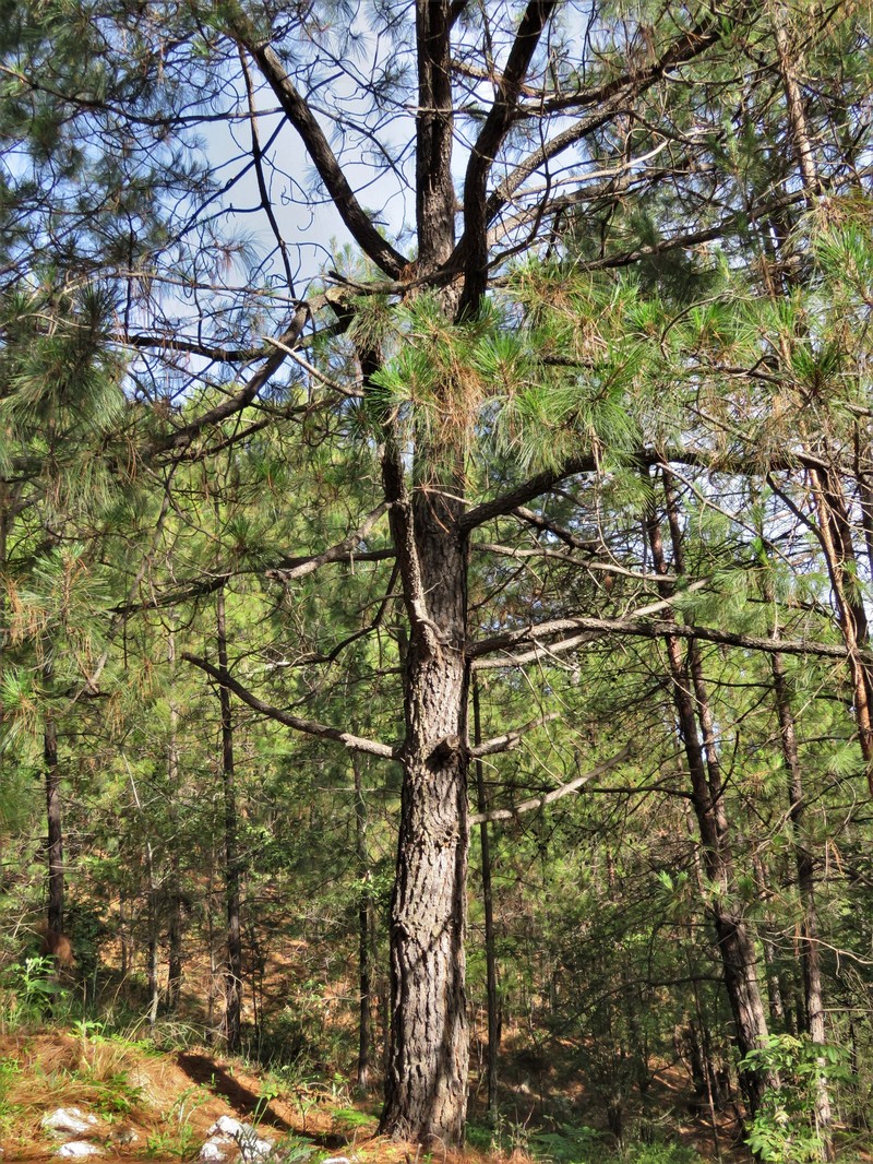 Pinus montezumae