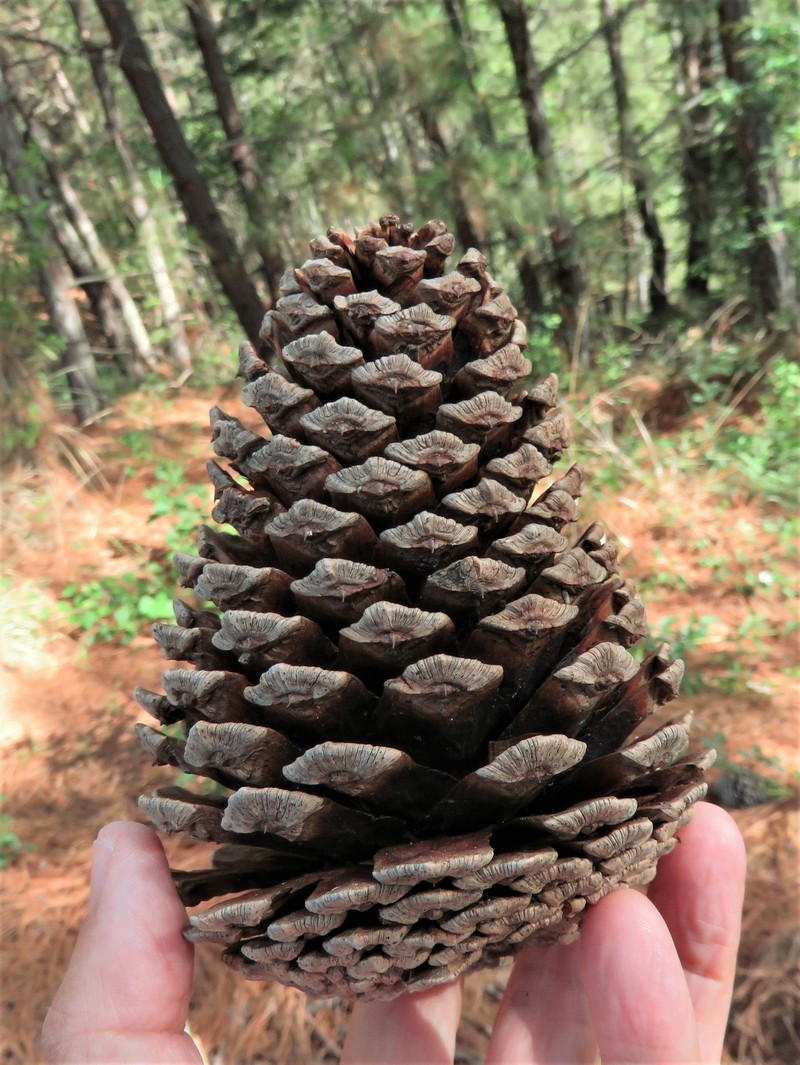 Pinus montezumae photo 2
