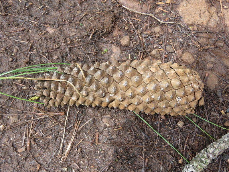 Pinus montezumae photo 3