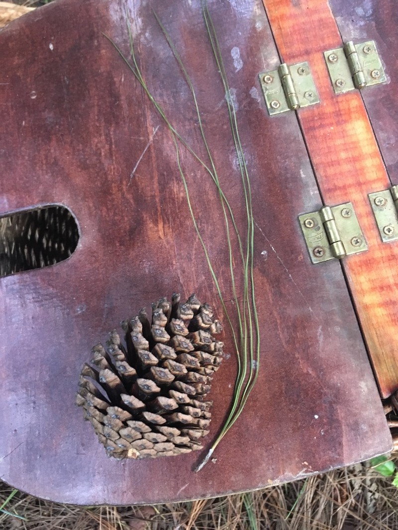 Pinus montezumae photo 4