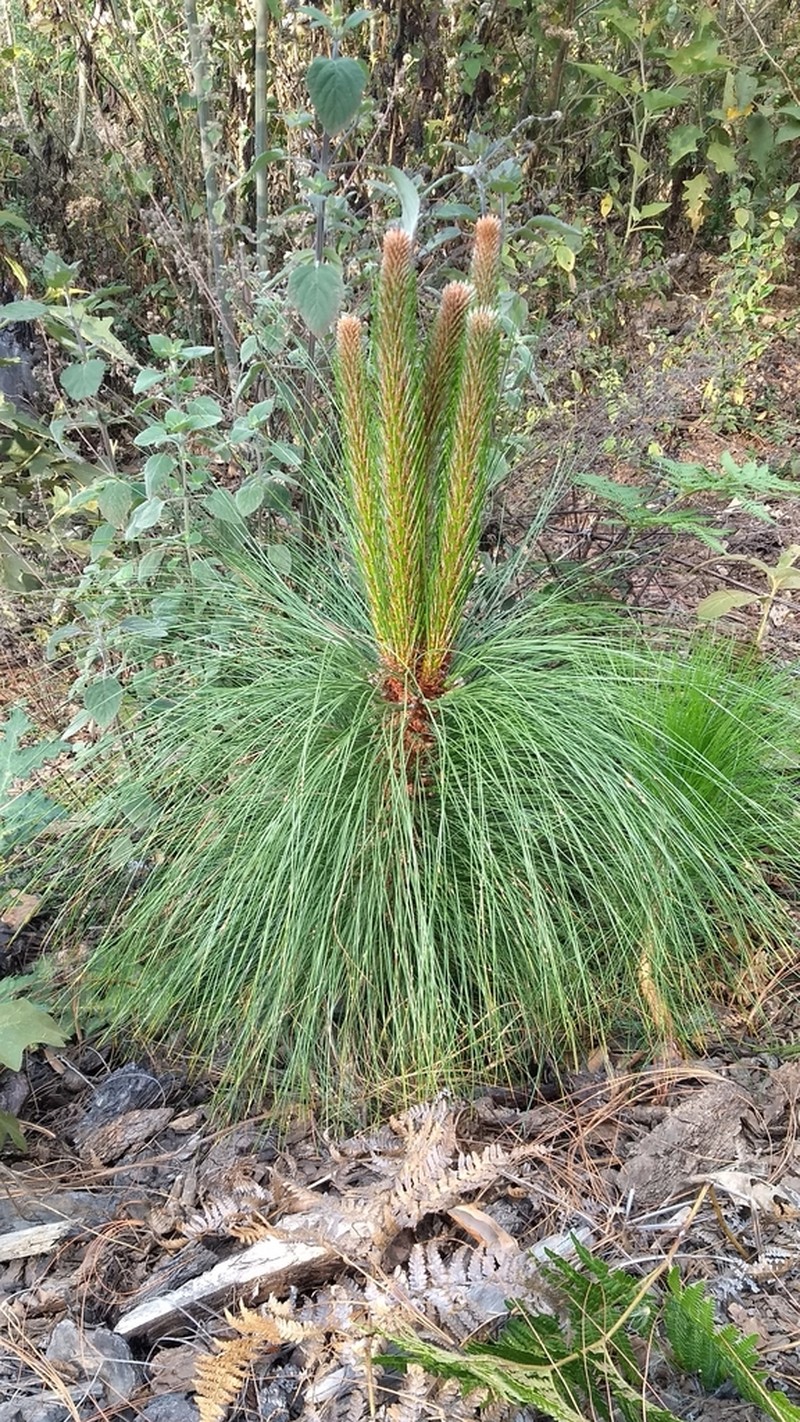 Pinus montezumae photo 5