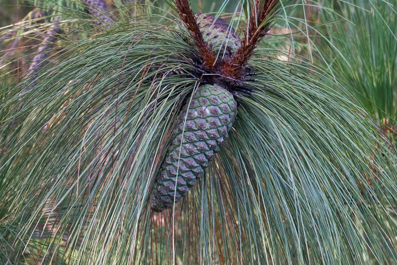 Pinus montezumae photo 6