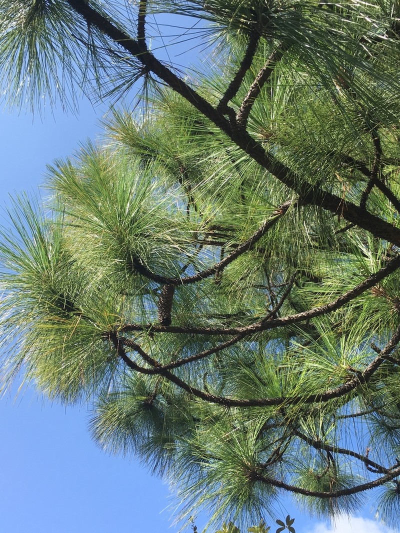 Pinus montezumae photo 7